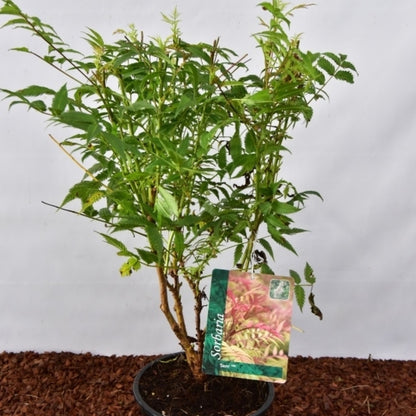 Sorbaria sorbifolia 'Sem'