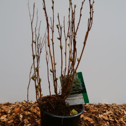 Sorbaria sorbifolia 'Sem'