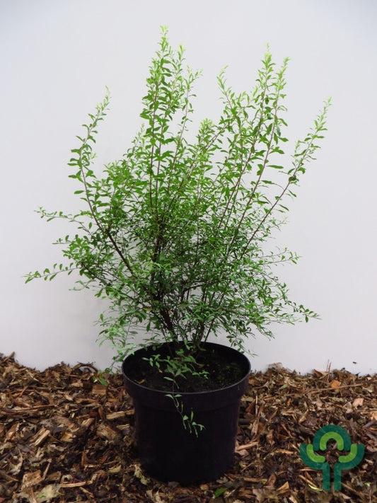 Spiraea arguta