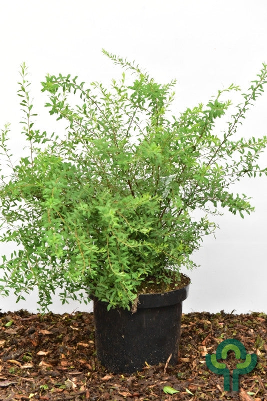 Spiraea arguta