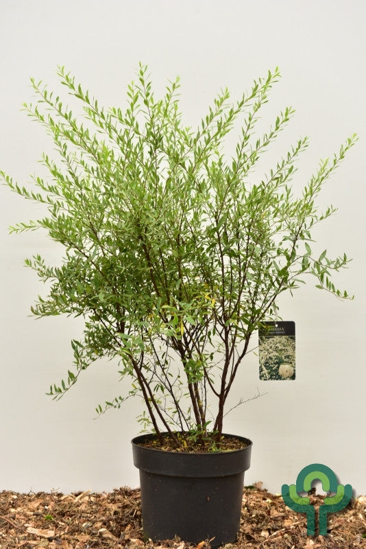 Spiraea cinerea 'Grefsheim'
