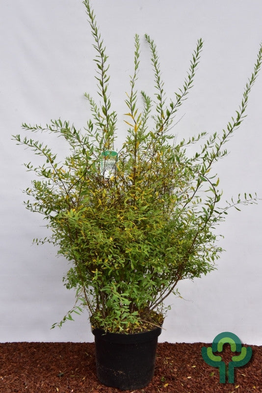 Spiraea cinerea 'Grefsheim'
