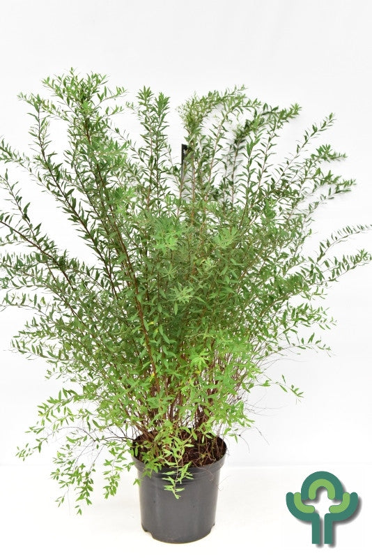 Spiraea cinerea 'Grefsheim'
