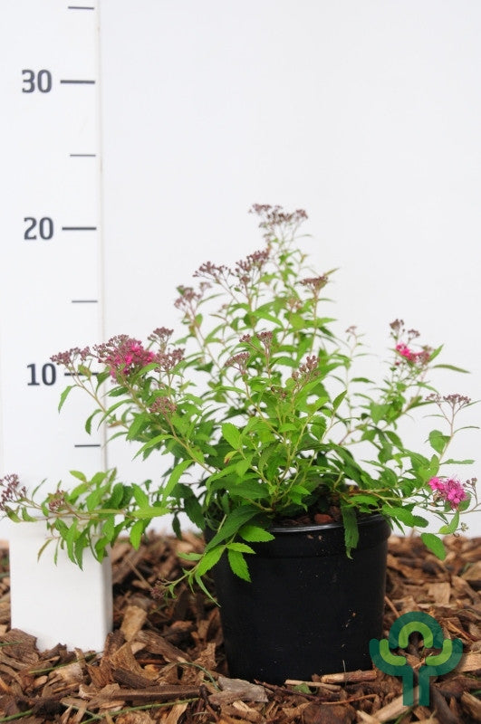 Spiraea japonica 'Anthony Waterer'