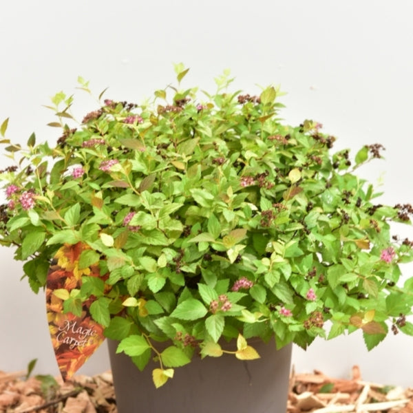 Spiraea japonica Magic Carpet