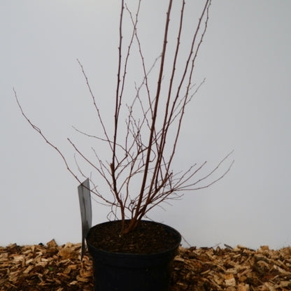 Spiraea vanhouttei