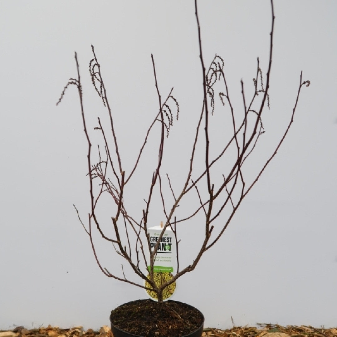 Stachyurus chinensis 'Celina'