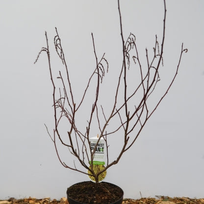 Stachyurus chinensis 'Celina'