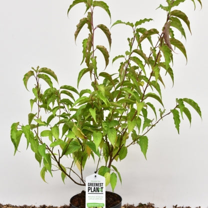 Stachyurus chinensis 'Celina'