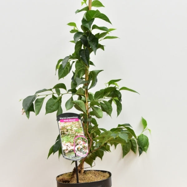 Styrax japonicus
