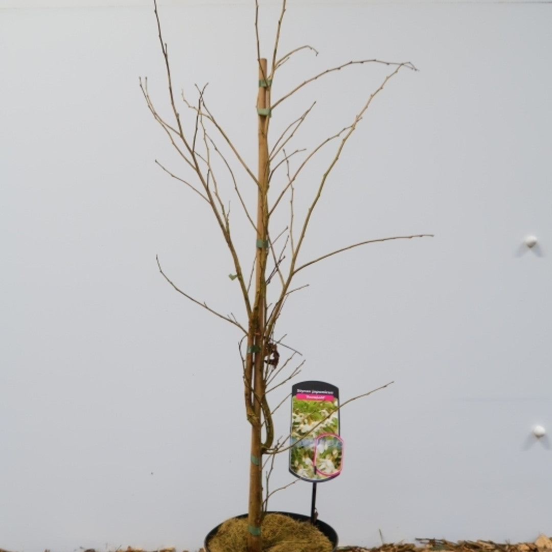 Styrax japonicus