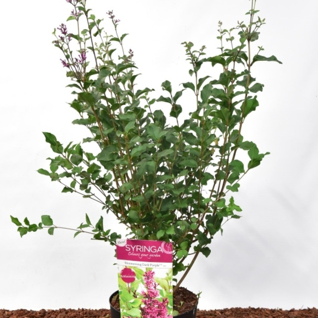 Syringa 'Dark Purple' ®