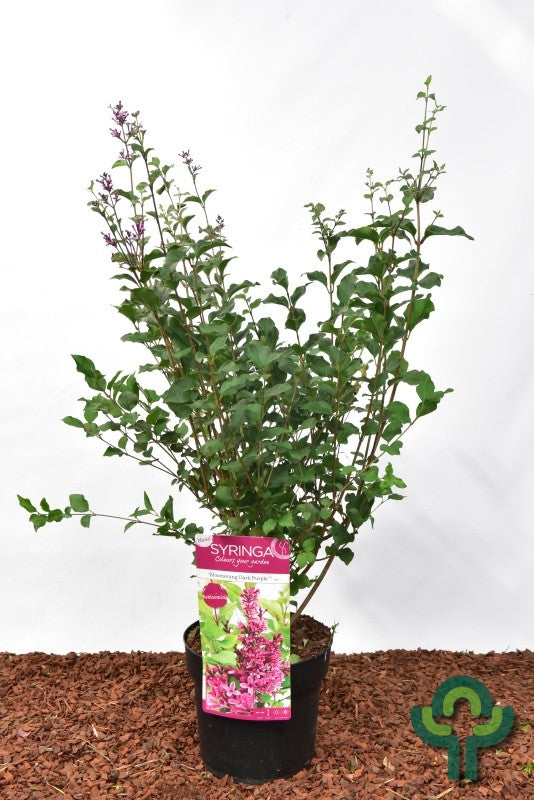 Syringa 'Dark Purple' ®