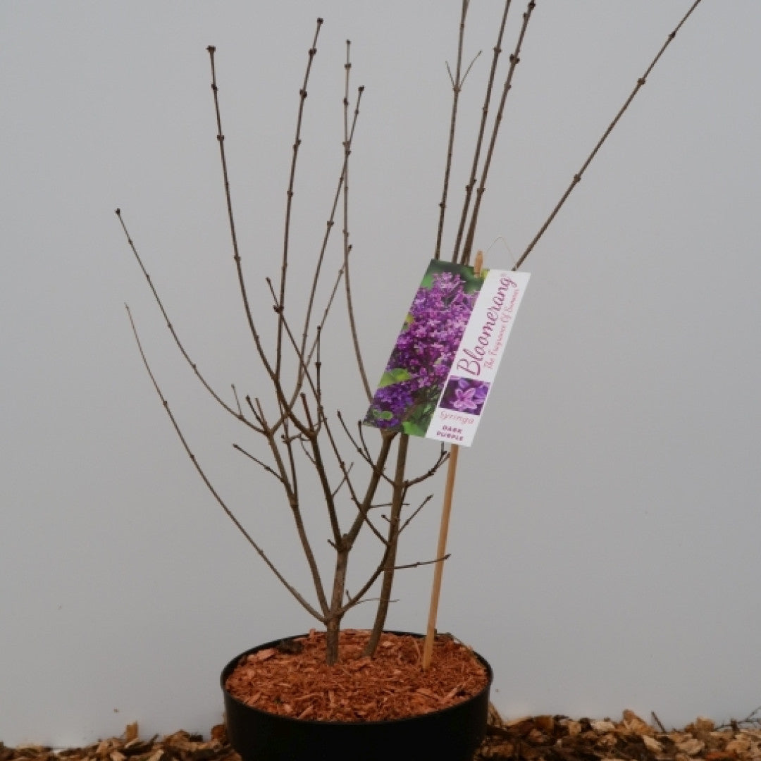 Syringa 'Dark Purple' ®