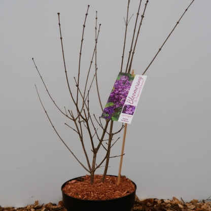 Syringa 'Dark Purple' ®