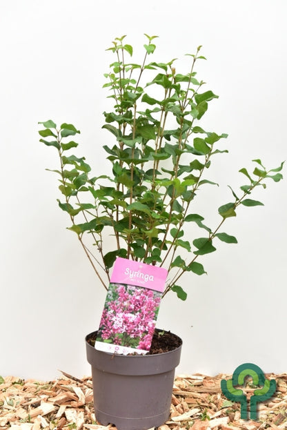 Syringa 'Josée'