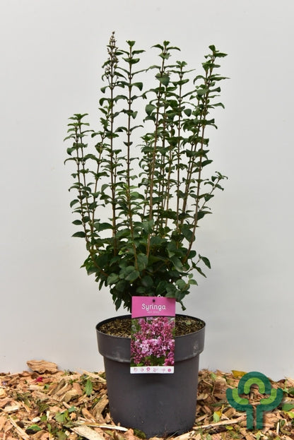 Syringa 'Josée'