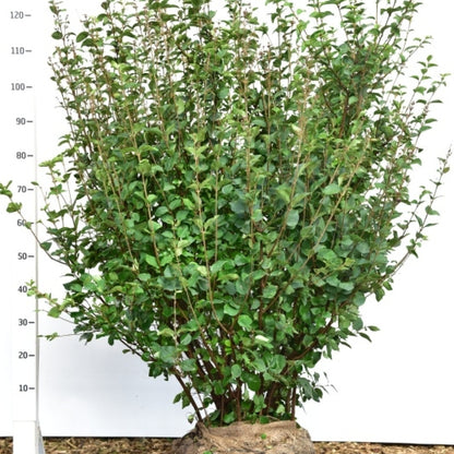 Syringa 'Josée'