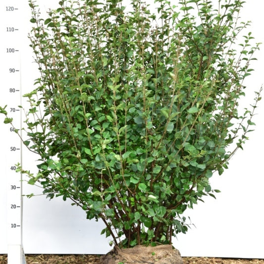 Syringa 'Josée'