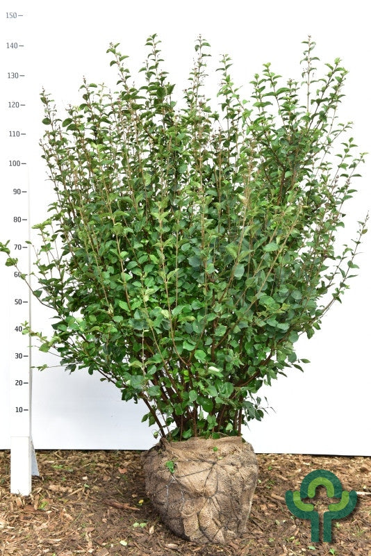 Syringa 'Josée'