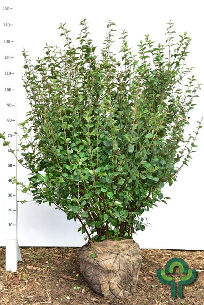 Syringa 'Josée'
