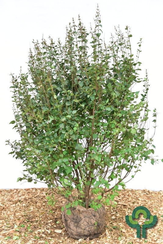 Syringa 'Josée'