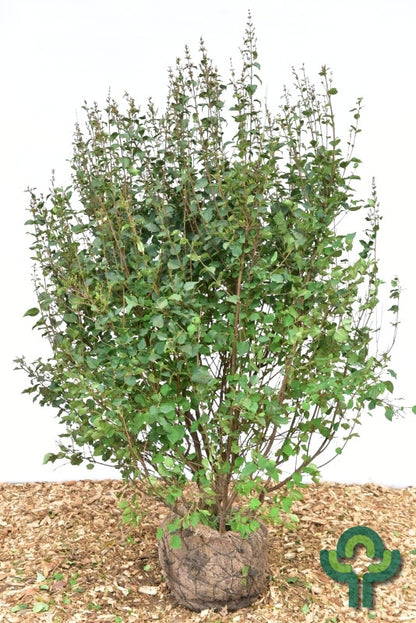 Syringa 'Josée'