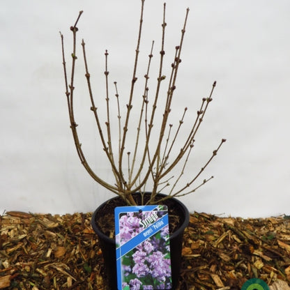 Syringa meyeri 'Palibin'