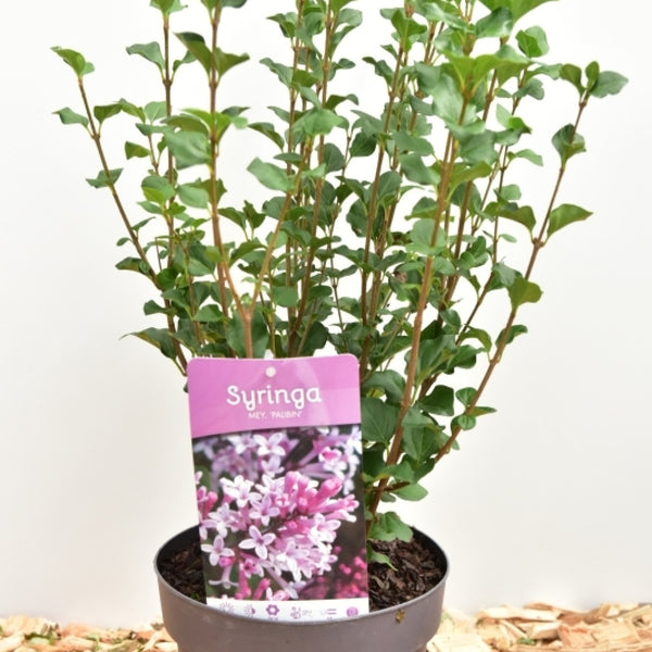 Syringa meyeri 'Palibin'