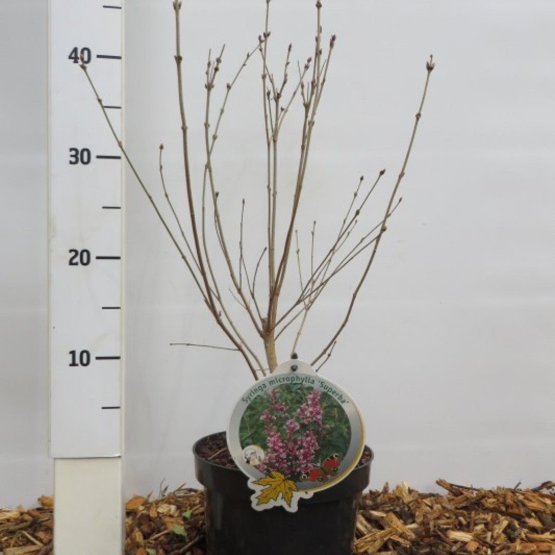 Syringa microphylla 'Superba'