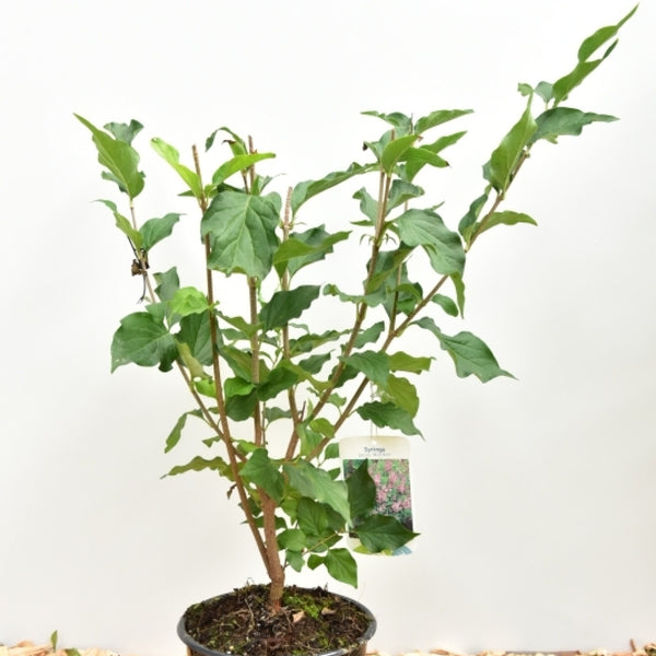 Syringa patula 'Miss Kim'