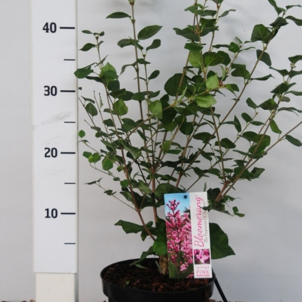 Syringa 'Pink Perfume'
