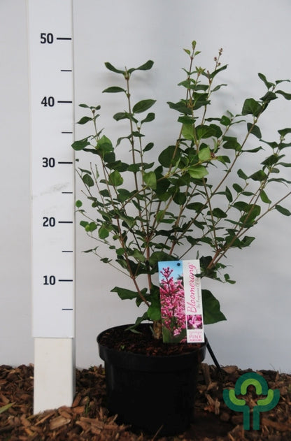 Syringa 'Pink Perfume'