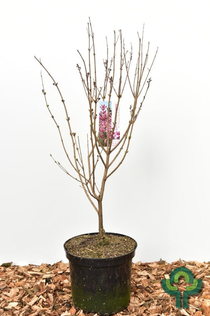 Syringa 'Pink Perfume'