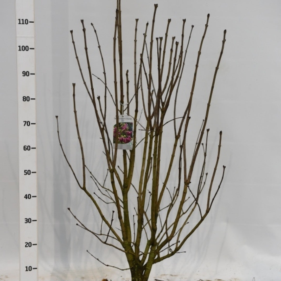 Syringa vulgaris 'Charles Joly'
