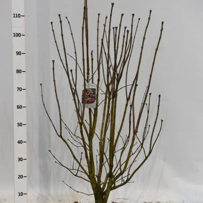 Syringa vulgaris 'Charles Joly'