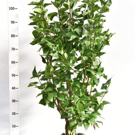 Syringa vulgaris 'Charles Joly'