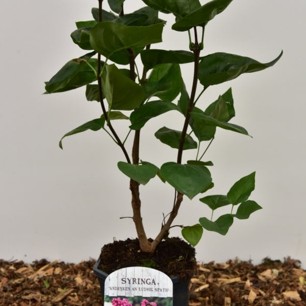 Syringa vulgaris 'Andenken an Ludwig Späth'