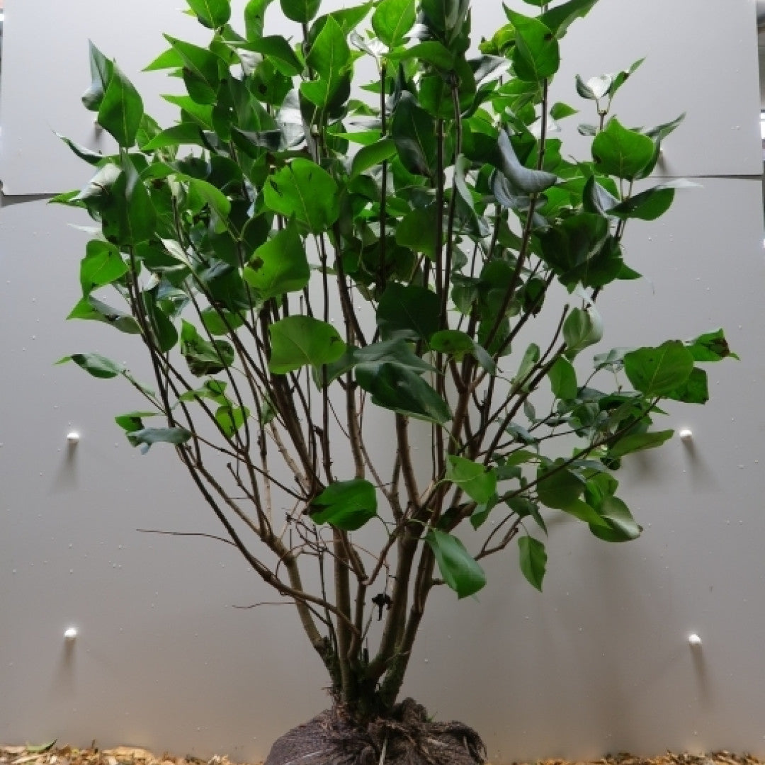 Syringa vulgaris 'Michel Buchner'