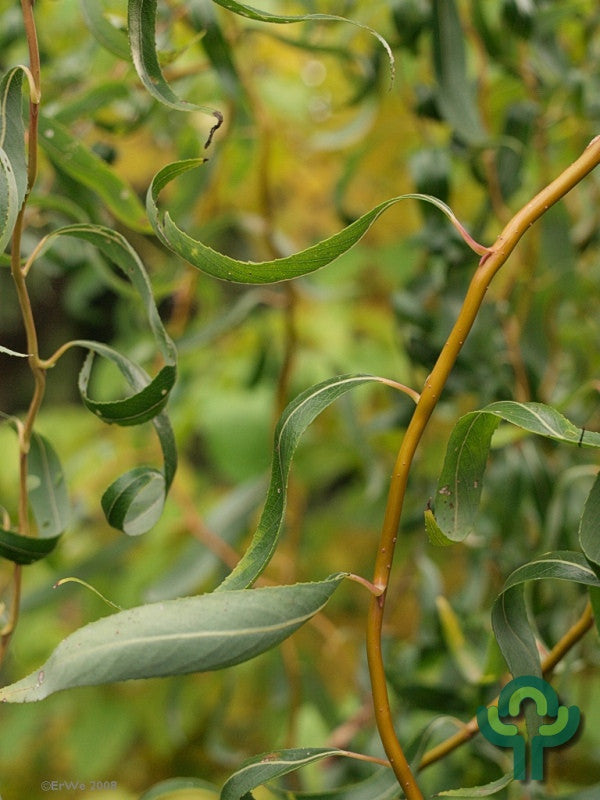 Salix erythroflexuosa