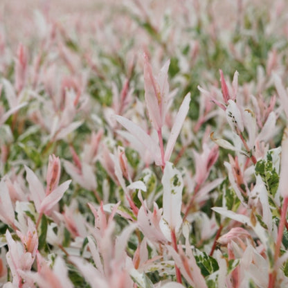 Salix integra 'Flamingo'
