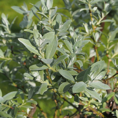 Salix helvetica