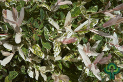 Wilg (Salix integra) 'Hakuro-Nishiki'