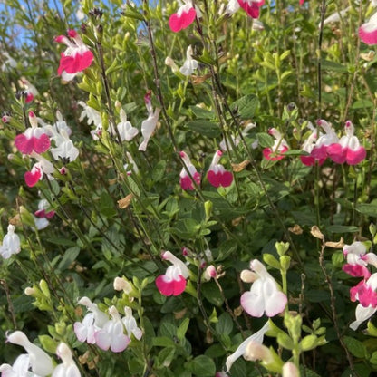 Salvia microphylla 'Hot Lips'