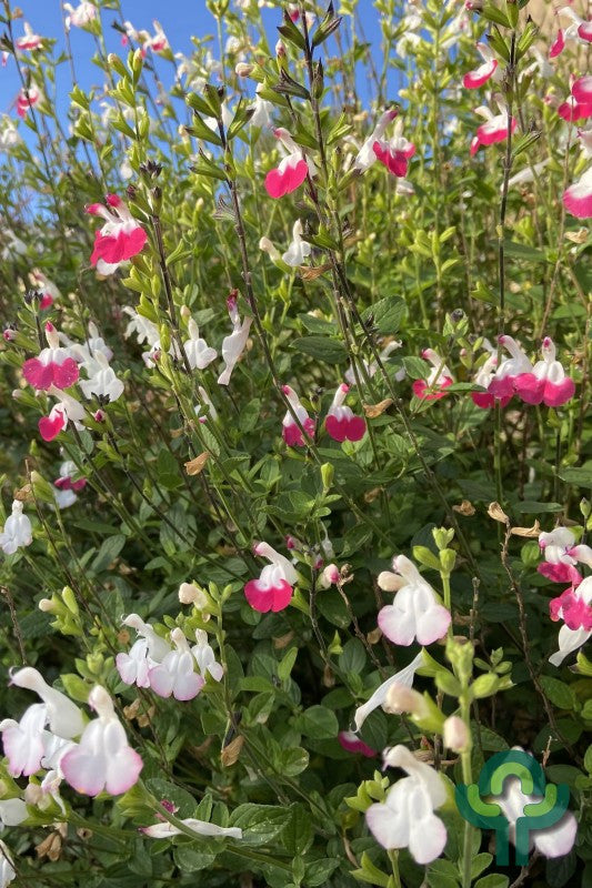 Salvia microphylla 'Hot Lips'