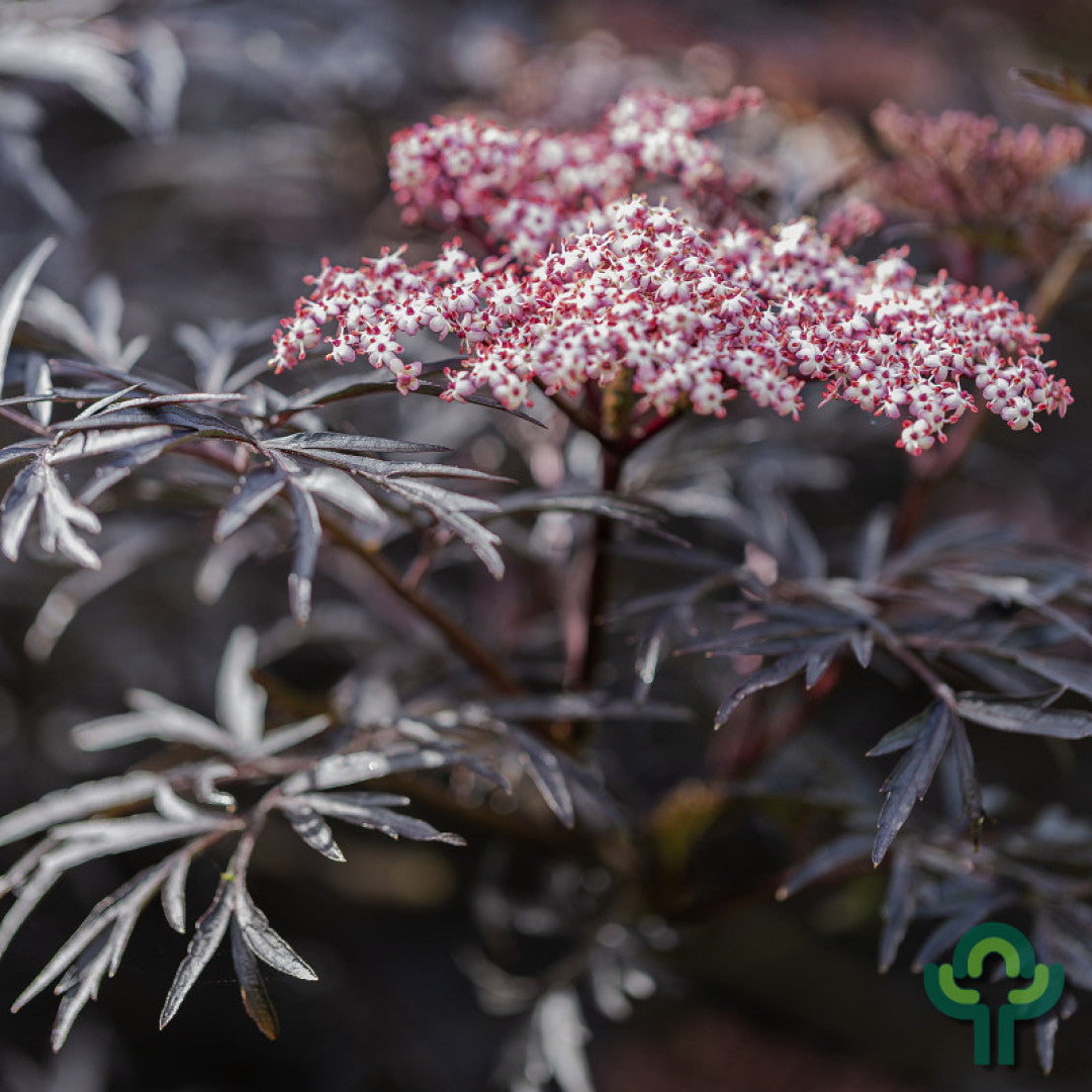 Sambucus nigra Black Lace