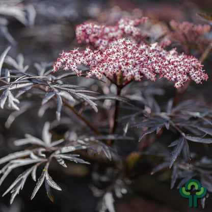 Sambucus nigra Black Lace