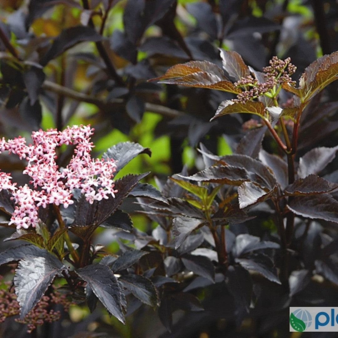 Sambucus nigra Black Beauty