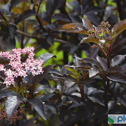 Sambucus nigra Black Beauty