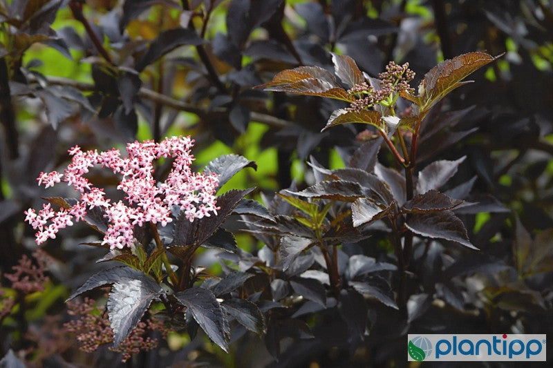 Sambucus nigra Black Beauty